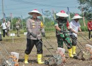 Kapolda Jatim dan Pj.Gubernur Tanam Jagung Serentak 1 Juta Hektar di Blitar Untuk Ketahanan Pangan Nasional