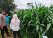 Bhabinkamtibmas Polsek Bantarujeg Polres Majalengka Aipda Abdul Muis Laksanakan Pengecekan Ketahanan Pangan Program PPB di Desa Salawangi
