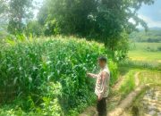 Waka Polsek Bantarujeg Melaksanakan Pengecekan Tanaman Jagung di Desa Gununglarang