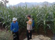 Bhabinkamtibmas Polsek Bantarujeg Bripka Andriyan Mutakin Laksanakan Pengecekan Tanaman Jagung di Desa Cinambo