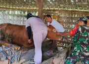 Babinsa Koramil Padas Dampingi Vaksinasi PMK Hewan Ternak di Wilayah Binaan