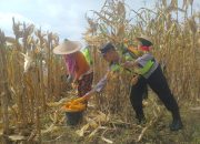 Dorong Produksi Pangan, Pak Bhabin Bantu Petani Bojonegoro Panen Jagung