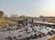 Peran Aktif Babinsa Koramil Widodaren Bantu Petani Dalam Pengolahan Lahan Sawah