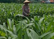 Kolaborasi Polres Pasuruan Kota dan Gapoktan Ubah Lahan Kering 9,7 Hektare Jadi Ladang Jagung yang Subur