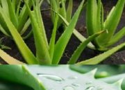 Manfaat Lidah Buaya: Tanaman Serbaguna untuk Kesehatan dan Kecantikan