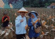 Kadis Pertanian Majalengka Dampingi Polres Majalengka Panen Raya Jagung Serentak