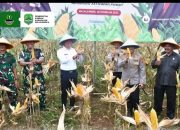 Wakil Bupati Majalengka Ikuti Panen Jagung Serentak Bersama Kapolres Majalengka