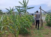Dukung Program Ketahanan Pangan, Personil Polsek Cikijing Sambangi Petani jagung