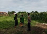 Polisi Penggerak Ketahanan Pangan, Aipda Nana Suherna Laksanakan Pengecekan Tanaman Jagung di Desa Rajawangi