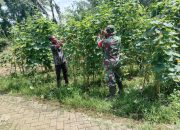 Babinsa Koramil 1002-03/Haruyan Bantu Petani Petik Mentimun, Wujud Dukungan Ketahanan Pangan