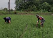 Babinsa Koramil 1002-08/Labuan Amas Utara Dampingi Petani Merawat Tanaman Padi di Tengah Bulan Puasa