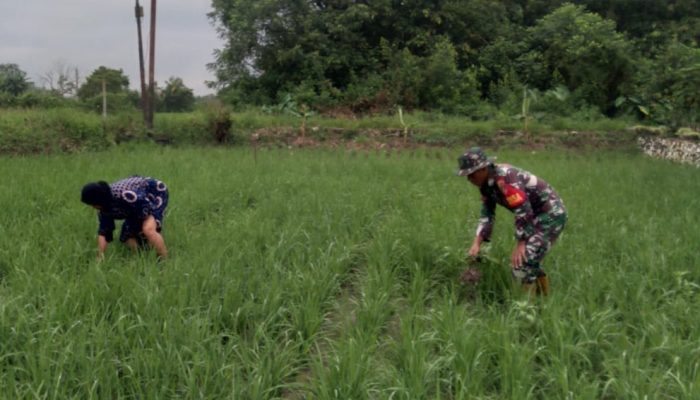Babinsa Koramil 1002-08/Labuan Amas Utara Dampingi Petani Merawat Tanaman Padi di Tengah Bulan Puasa