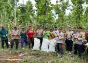 Polisi dan Kelompok Tani Banyuwangi Panen Jagung Wujudkan Ketahanan Pangan