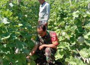 Upaya Dukung Ketahanan Pangan, Serma Rohandi Dampingi Petani Melon