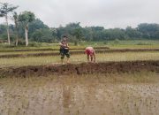 Tingkatkan Hasil Panen, Babinsa Koramil 0805-08/Jogorogo Membantu Petani lakukan Pemupukan Padi
