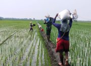 Dukung Pertanian di Wilayah, Babinsa Pangkur Terjun Ke Sawah Bantu Pemupukan Padi