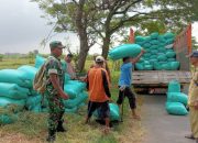 Babinsa Pos Koramil Gerih Bersama PPL Kecamatan Gerih Laksanakan Sergap Petani Di Wilayah Desa Randusongo