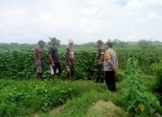 Bhabinkamtibmas dan Babinsa Cek Ketahanan Pangan Tanaman Kacang Panjang di Desa Cipaku