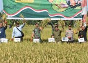 Dandim 1002/HST Hadiri Panen Raya Padi Bersama Presiden RI di HST, Komitmen Kuatkan Swasembada Pangan
