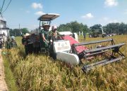 Dandim Ngawi Bersama Forkopimda Jatim Panen Raya Padi Serentak di 14 Provinsi Bersama Presiden Prabowo