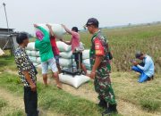 Maksimalkan Sergap, Babinsa Gerih Bersama PPL Turun Langsung ke Lahan Panen Padi