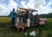 Babinsa Koramil 1002-04/Labuan Amas Selatan Dampingi Petani Panen Padi, Wujudkan Swasembada Pangan