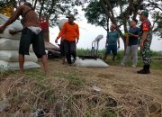 Tingkatkan Pertanian di Wilayah, Babinsa Koramil 0805/12 Mantingan Dampingi Panen Raya dan Sergap