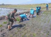 Babinsa Karanganyar Dampingi Petani Tanam Padi di Mengger
