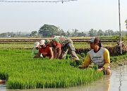 Tingkatkan Ketahanan Pangan,Babinsa Posramil Pitu Bantu Penyiapan Bibit Padi