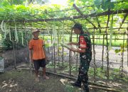 Babinsa Karangjati Bantu Petani Rawat Kebun Sayur Untuk Sukseskan Ketahanan Pangan