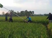 Cegah Hama Tikus, Babinsa Karangjati Bersama Warga Pasang Rumah Burung Hantu di Persawahan