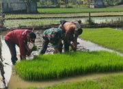 TMMD KE 124 : Dukung Program Unggulan Kasad, TNI Bersama Masyarakat Perkuat Ketahanan Pangan