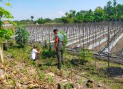 Dukung Pertanian di Wilayah, Babinsa Karangjati pendampingan Petani Buah Melon