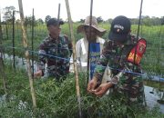 Pengambau Hilir Luar Berpotensi, TMMD Hadirkan Sinergi dengan Petani Cabe