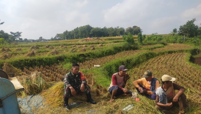 Komsos Sergab, Upaya Babinsa Kodim Ponorogo Makmurkan Petani