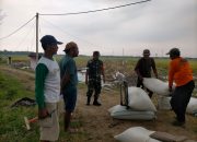 Babinsa Koramil Geneng Laksanakan Sergap 12 Ton Gabah di Desa Kasreman