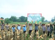 Dukung Ketahanan Pangan, Polres Bangkalan Bersama 3 Pilar Panen Jagung Tahap Kedua