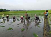 Dorong Pertanian Mandiri, Babinsa Koramil Geneng Bantu Petani Tanam Padi