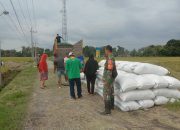 Babinsa Koramil Mantingan Dampingi Panen Padi Petani Desa Pengkol, Hasil Capai 11,6 Ton