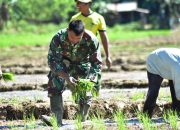 Satgas TMMD Ke-124:Tanam Padi Wujud Dukungan Progam Ketahanan Pangan