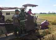 Manfaatkan Teknologi Pertanian, Satgas TMMD Bantu Panen Padi dengan Combine Harvester
