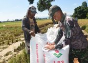 Satgas TMMD ke-124 Kodim 1002/HST Bantu Petani Panen Padi di Lokasi Pembangunan Jalan Pengambau Hilir Luar