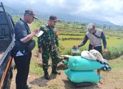 Babinsa dan Bulog Lakukan Sergap Gabah di Ngrayudan Ngawi, Dengan Pengiriman Mandiri.