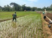 Ini Salah Satu Peran Babinsa Koramil Jogorogo Dalam Mendukung Ketahanan Pangan