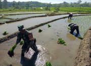 Babinsa Koramil Ngrambe Aktif Lakukan Pendampingan Kepada Petani Di Wilayah Binaannya
