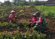 Manfaatkan Lahan Kosong, Babinsa Koramil Jogorogo dan Petani Panen Ubi Jalar