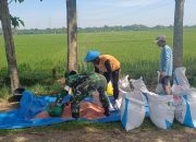 Aktif Pendampingan Pertanian, Babinsa Kedunggalar bersama Petani Berkolaborasi Tingkatkan Produktivitas Padi
