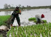 Babinsa Pandawan Aktif Dampingi Petani Dorong Peningkatan Produksi Padi