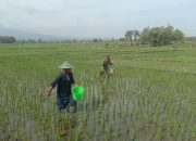 Babinsa Karanganyar Terjun Langsung Bantu Petani, Dukung Ketahanan Pangan di Ngawi