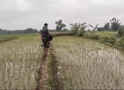 Koptu Fauzi Aktif Dampingi Petani di Wilayah, Pastikan Masa Tanam Padi Bebas Hama